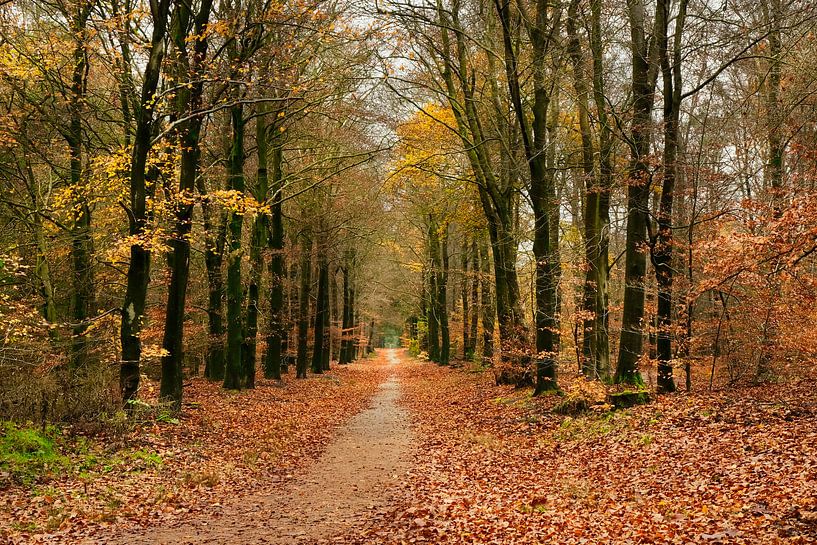 Autumn avenue by Carla van Zomeren