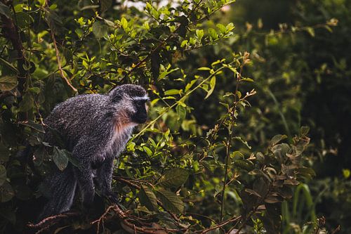 Die stummen Zeugen von Kidepo - Grüne Meerkatzen am Fluss
