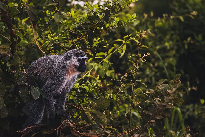 Kidepo's silent witnesses - Vervet monkeys by the river by Rick Massar