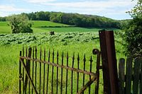 Rusty fence for meadow in South Limburg