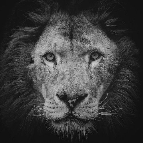 Portrait of a lion