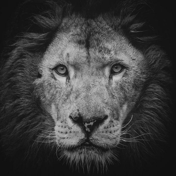 Porträt eines Löwen von Ellen van Schravendijk