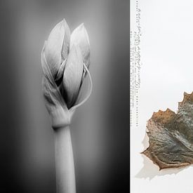 HER TOUCH AS LIGHT AS A FEATHER'S_AMARYLLIS AND SYCAMORE LEAF von Patricia Versluis-van Berkel