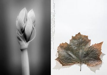 HER TOUCH AS LIGHT AS A FEATHER'S_AMARYLLIS AND SYCAMORE LEAF van Patricia Versluis-van Berkel
