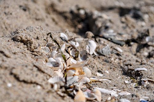 Muscheln und Seetang, Nahaufnahme