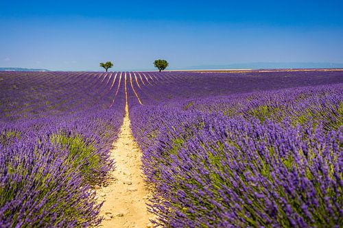 Een enorm paars lavendelveld in Frankrijk van Pieter van Dieren (pidi.photo)