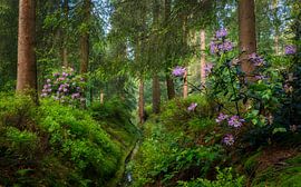 Het Loo Palace Park Apeldoorn sur Rob Sprenger