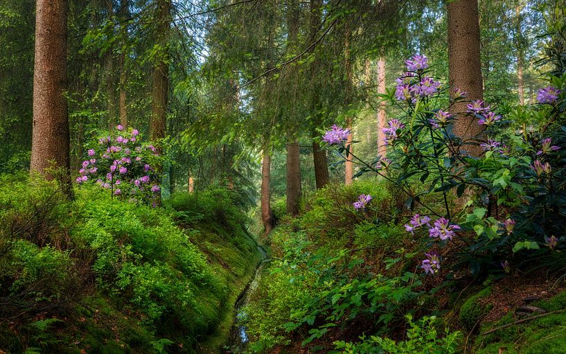Schlosspark Het Loo Apeldoorn von Rob Sprenger