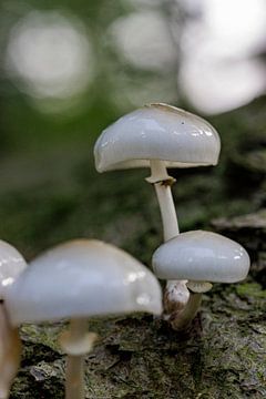 champignon de porcelaine