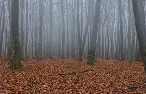 Uitzicht op mistig bos op een mistige herfstdag van Alex Winter