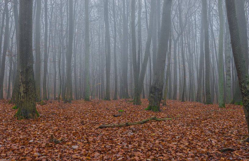 View of forest treen in fog on an misty autumn day by Alex Winter