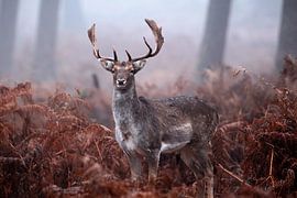 Brachliegendes Farnkraut von Vincent Croce