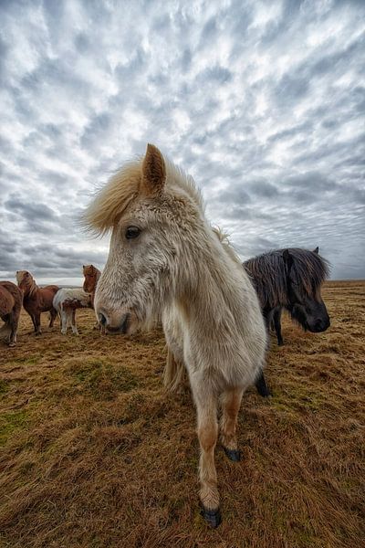 Icelandic horses by Tilly Meijer