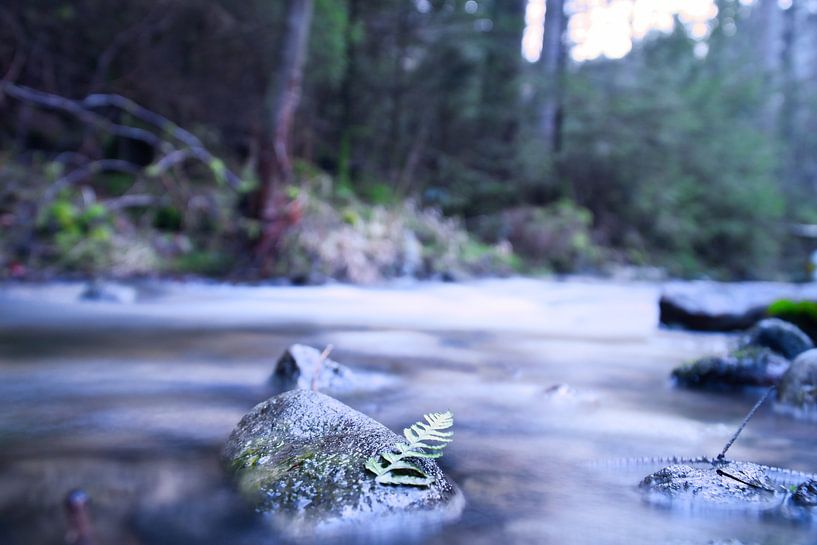 Exposition longue durée d'une rivière, pierres avec feuille au premier plan. par Martin Köbsch