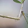 Libelle auf einem Olivenzweig von Miranda van Hulst