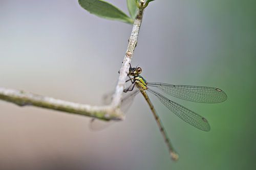 Libelle auf einem Olivenzweig von Miranda van Hulst