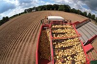 aardappel oogst