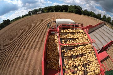 aardappel oogst van Photoned