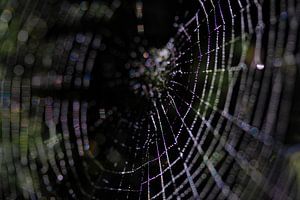 Spider Art 2/7