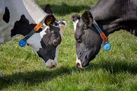 Finally back into the meadow by JP Witteman