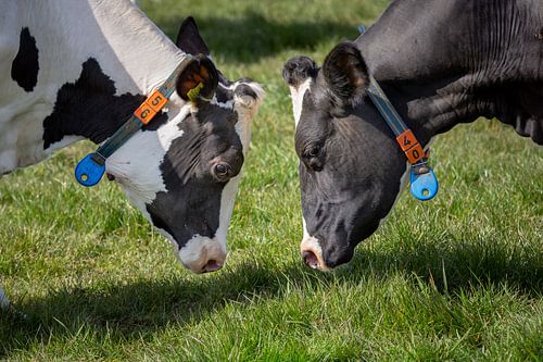 Finally back into the meadow