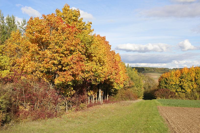 Mur en automne doré dans une belle lumière par Martin Flechsig