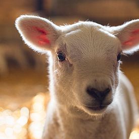Curious little lamb by Danai Kox Kanters