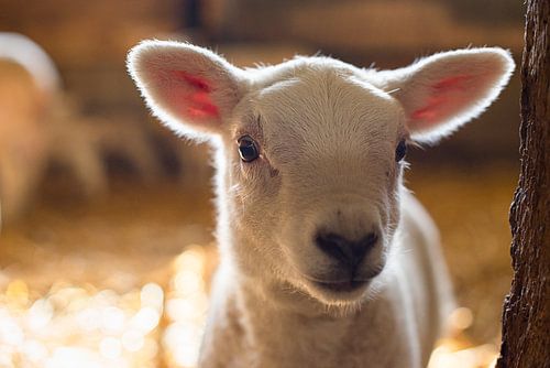 Nieuwsgierig lammetje