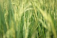Champ de riz