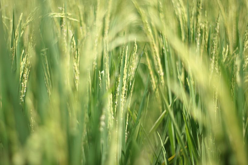 Champ de riz par Helene Peters