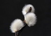 Willowcats