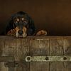 Lieve hond kijkt over de rand en wil graag naar buiten van Caroline van der Vecht