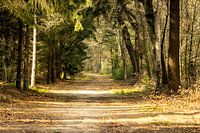 Forest walk