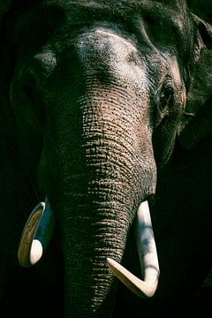 Asiatischer Elefant mit großen weißen Stoßzähnen von Sjoerd van der Wal Fotografie