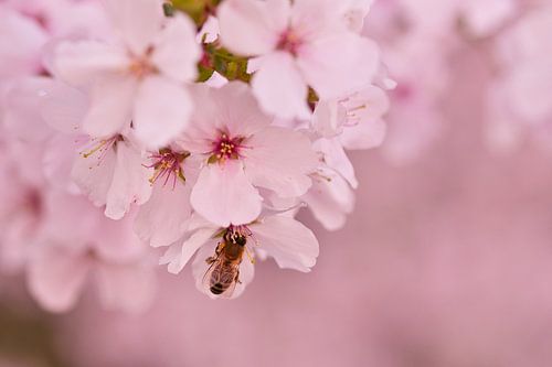Bij met lentegevoel in roze lente bloesem met een zachtroze achtergrond