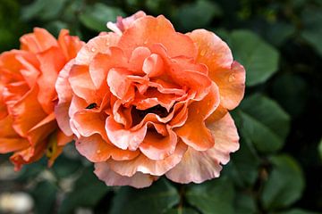 Rozenbloesem met bezoeker van Frank Briske