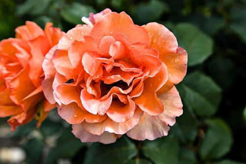 Rosenblüte mit Besucher von Frank Briske