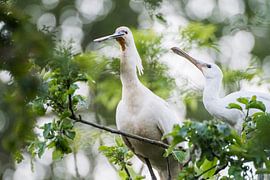 Spoonbill with young by Jarno van Bussel