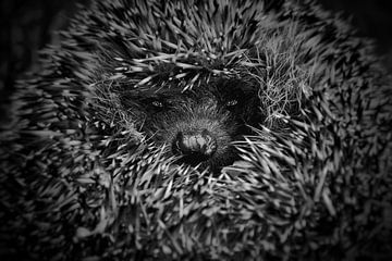 Hedgehog by Maickel Dedeken