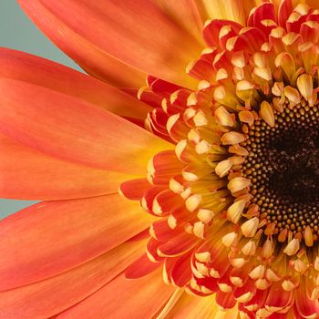 Ein glückliches Quadrat: Ein Stück Blume