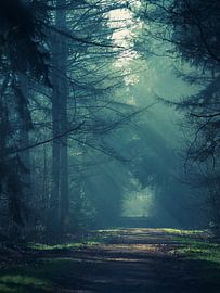 Sunbeams through the trees by René Bloemberg