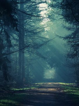 Zonnestralen door de bomen van René Bloemberg