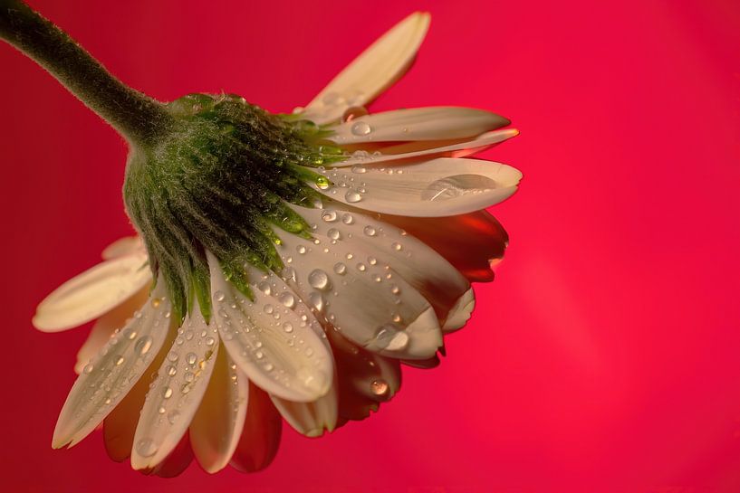 Blumen Traum 3 von Marcel Kieffer