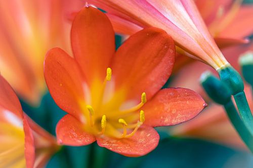 Red flowers with yellow pistil