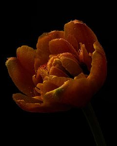 Pivoine orange Tulipe sur fond sombre sur Misty Melodies