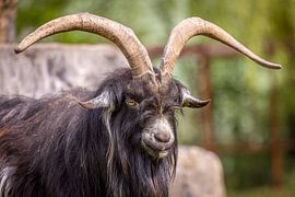 Majestic Land Goat: Strength and Character in Nature by Triki Photography