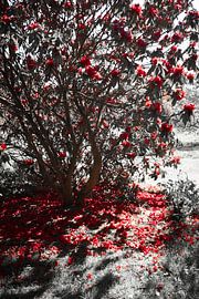 Rote Blumen, Scone Palace, Perth, Schottland von André Bouterse