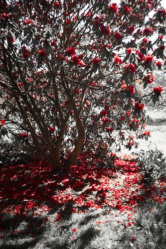 Rode bloemen, Scone Palace, Perth Schotland