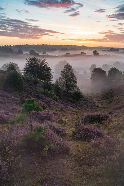 Une Posbank brumeuse et violette par Albert Lamme