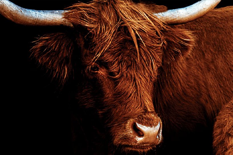 Scottish Highlander - in color by Myrthe van Wijk